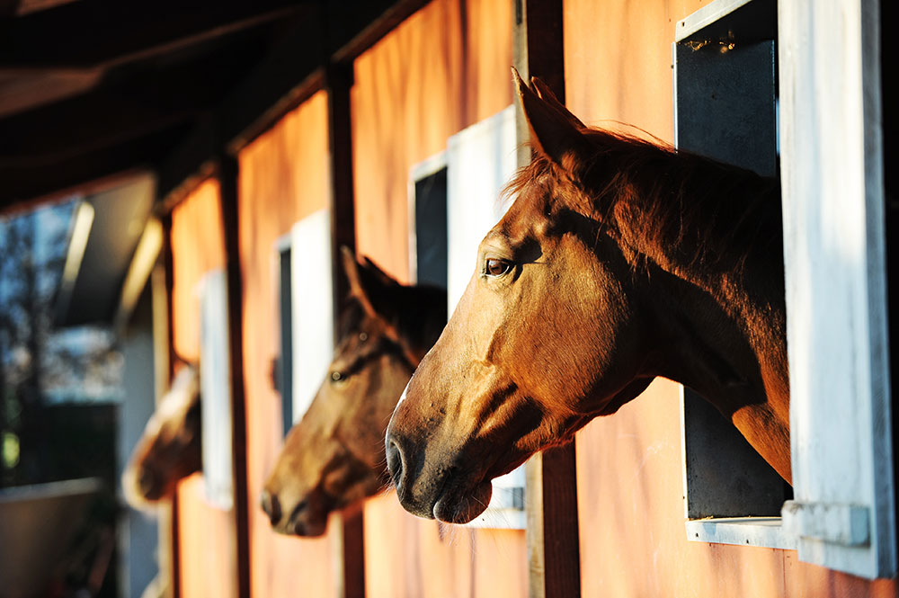 Horses looking out from stable windows