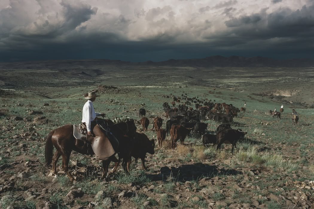 Ranch riders on a cattle drive